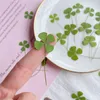 Декоративные цветы 2023 Clover Pressed Flower for Gem Leaf Phone Case Plant Образец бесплатный отгруз