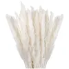 Dekorativa blommor kransar torkade pampas gräsdekor små fluffiga 30 st 45 cm naturligt vitt för vasblomma bukett arrangemang237h