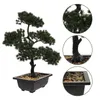 Dekoratif Çiçekler Simülasyon Ağacı Yanlış Süsler Bonsai Küçük Tencereler Kapalı Konuk Greeting Çam Bitkileri Pot