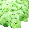 Fleurs séchées 60pcs presse séchage absorption colorant Hydrangea macrophylla plante Axonopus compressus pour bijoux étui de téléphone portable signet PostcardDIY 230714