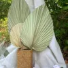 1pc Getrocknete Blume Natürliche Pu Fan Blatt Für DIY Home Shop Display Dekoration Materialien Konservierte Blätter Palme Für hochzeit Decor201d