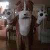 2018 Cool Bulldog Mascot Costume Grey School Animal Team Cheerleading Komplett outfit vuxen storlek261s