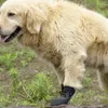 Dog Apparel Socks 2 Pairs Anti-Slip With Adjustable Straps Strong Grips Traction Control For Indoor On Hardwood