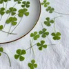 Декоративные цветы 2023 Clover Pressed Flower for Gem Leaf Phone Case Plant Образец бесплатный отгруз