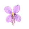 Fiore decorativo della pressa essiccato violaceo dei fiori per la spedizione libera all'ingrosso della decorazione di DIY 1 lotto/120 pc