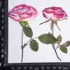 Dekoracyjne kwiaty ponadwymiarowe wysuszone prasowane próbki róży do naszyjnika kolczyki