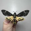 ASHTRAYS Acherontia Lachesis Real Insect Exempel Undervisning Hem Dekoration Birthday Present Staty Hemdekoration Tillbehör X0627