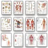 Dekorativa föremål Figurer Human Anatomy Body Organ Bones Bild HD Poster Canvas Målning och tryckrum Väggkonstdekoration Cuadro 230715