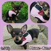 Hundhalsar Leases XXXS XXS XS Puppy Chihuahua Harness Lead Mesh Vest för Tiny Kitty Cat Yorkie Rabbit Bunny Teacup Kittens 230617