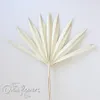 4 stks Gedroogde Fan Bladeren Boho Bruiloft Botanische Natuurlijke Blad Home Decor ing Fans Witte Palm Spear 210317231I