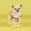 디자이너 개 칼라 가죽 끈 세트 강아지 하네스의 단계 없음, 쉽게 맞는 조절 가능한 애완 동물 하네스를 걷거나 훈련하기위한 편안하고 가벼운 가죽 하네스