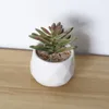 Decorative Flowers Simulated Plant Dudleya Brittonii Artificial Succulent Plants Bonsai Random Variety Without Flower Pot