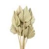 Feuilles de palmier florales séchées traitées en gros naturel ventilateur sec Sun Spade feuilles de palmier blanchies pour la décoration de fleurs de mariage palmier