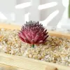 Piante grasse artificiali Simulazione in PVC Aloe Fiore di loto Paesaggio Fiore finto fai da te Decorazione domestica creativa Accessori fai da te LL