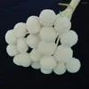 Decorative Flowers 20Pcs Billy Ball Flower Eternal Life For Home Living Room Wedding Party Decorations Marriage Supplies Dried