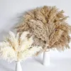 Dekorativa blommor naturliga fluffiga pampas gräs torkade blommor riktiga vassar konstgjorda diy bukett för bröllopsfest dekoration boho heminredning