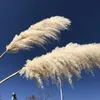 O-8017 OULI Super Low Prices September Dried Flower Dry Pampas Grass For Decoration