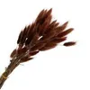 Wholesale Hare's Tails Yunnan Dried Flower Lagurus Ovatus Bunny Tails Grass Wholesale Dried Preserved Flower