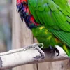 Inne zaopatrzenie ptaków łańcuch kostki śladu nierdzewnego przeciw nierdzewnemu na makaws pułkowie papugi szary cockatoos
