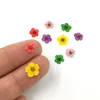 Nail Art Decorations 50Pcs 3D Dried Flowers Sticker Five Petal Flower Colorful Natural Real Dry Decal For Supplies