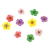 Nail Art Decorations 50Pcs 3D Dried Flowers Sticker Five Petal Flower Colorful Natural Real Dry Decal For Supplies