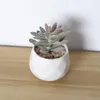 Decorative Flowers Simulated Plant Dudleya Brittonii Artificial Succulent Plants Bonsai Random Variety Without Flower Pot