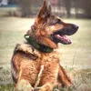 Hundhalsar Leases Hållbara militära taktiska hundkrage bungee koppel Set Pet Nylon Walking Training Collar For Medium Large Dogs German Shepard 230719