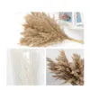 Torkade blommor 10/20 st Cream Pampas gräsdekor fluffig torkad pampas bröllop blomma gäng naturliga växter för hem alla hjärtans dag gåva R230720