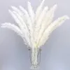 Fiori secchi 30 PZ Erba di pampa bianca Fiori secchi naturali Soffici fai da te Boho Pianta Flores Artificiales Wedding Room Decorazione domestica R230720