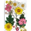 Dekoratif çiçek çelenkleri bir paket 16 adet kurutulmuş el sanatları için preslenmiş karışık kuru rressed çiçek sanat scrapbooking damla teslimat ev g dhwej