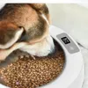 Les bols pour chat en acier inoxydable inclinés fournissent de l'eau potable à une température inférieure pour les petits bols à glace pour écureuils de poulet pour chien245o