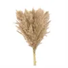 Torkade blommor 10/20 st Cream Pampas gräsdekor fluffig torkad pampas bröllop blomma gäng naturliga växter för hem alla hjärtans dag gåva R230720