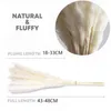 Fiori secchi 30 PZ Erba di pampa bianca Fiori secchi naturali Soffici fai da te Boho Pianta Flores Artificiales Wedding Room Decorazione domestica R230720