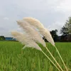 Gedroogde Bloemen Grote Pampas Gras 1-1.2m Super Fluffy Natuurlijke Gedroogde Bloemen Boeket Decor Beige Kleur Land Bruiloft Bloemen Decoratie Gift R230720