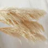 Gedroogde Bloemen Grote Pampas Gras 1-1.2m Super Fluffy Natuurlijke Gedroogde Bloemen Boeket Decor Beige Kleur Land Bruiloft Bloemen Decoratie Gift R230720