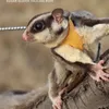 Kleine dierbenodigdheden Sugar Glider Sleepharnas Little Pet Outdoor Collar 3 Size In One Anti-verloren kledingriem voor riemen ZA212 230719