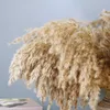 Высушенные цветы Sreed 10pcs 17 -дюймовый пушистый пампас