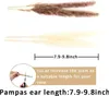 الزهور المجففة 85pcs Pampas Grass Boho ديكور المنزل 8 أنواع من النباتات المجففة مع القمح القصب الرقيق Pampas Eucalyptus Bunny Tail و Valentine Gras R230720