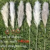 Dried Flowers 80cm Natural Reed Dried Flower White Brow Big Pampas Grass Bouquet Wedding Flower Ceremony Decoration Modern Home Decoration R230720