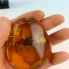 Amber العنكبوت النادر العنبر العنكبوت Pendant231y