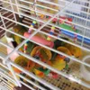 Animais de estimação coloridos Pássaros Brinquedo Papagaio Perroquet Arara Calopsita Periquito Arranhador Papagaios Subir Circular Balanço Suspenso Hamster Ratos Toy182R