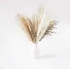 Fiori secchi 30pcs erba di pampas essiccata Boho Home Decor vera erba di canna soffici fiori secchi fai da te bohemien bouquet naturale per la decorazione di nozze R230720