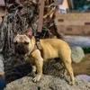 手紙のペットドッグハーネスリーシュセットラグジュアリースモールサイズの犬のリーシュセットパグチワワフレンチブルドッグ子犬ベストハーネスPC012 H0214D