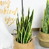 Flores decorativas artificiais sansevieria trifasciata único ramo planta em vaso folhas longas plantas verdes falsas para el office decoração de casa