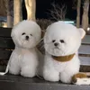 Vestuário para cães Roupas para cães de estimação de inverno Fofo Urso Veat Casacos Alça de puxar no peito para filhotes Roupas pequenas e médias Yorkshire Ropa Perro