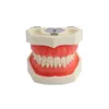 Other Oral Hygiene Dental Teeth Model Practice Jaw Typodont Head Model Training Simulation Phantom Practice Silicone Mask Holder Decor Study Teach 230720