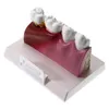 その他の口腔衛生解剖学的構造モデル標準歯科用口腔歯教育モデル包括的な歯歯科医歯科学生デモ230720