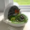 Small Animal Supplies Silkworm Box Bug Raising Case Cage Nature Toys Outdoor Toy Viewertransparent Kids Insect Critter Catcher Observation Pet Holder 230720