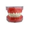 Andere Mundhygiene-Zahnmodell, abnehmbares Zahnmodell, abnehmbares Implantat, weiches Zahnfleisch, Zahnmodell, Zahnarzt, Lehre, Forschung, Zahnmedizin, TYPODONT Modell 230720