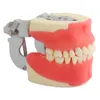 Altro Igiene orale Denti dentali Modello Chirurgia orale Formazione Dimostrazione didattica 230720